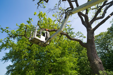 What to Look For in a Tree Service