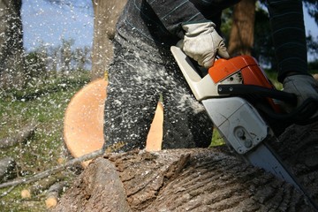 Tree Services