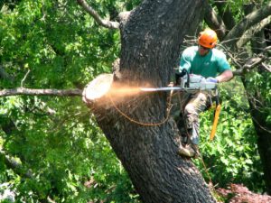 tree service