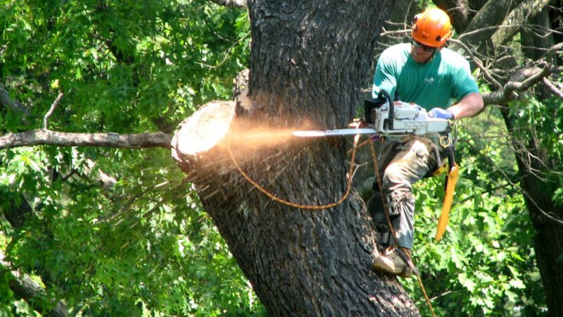 How to Find a Reputable Tree Service
