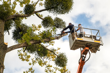 Why You Need a Tree Service