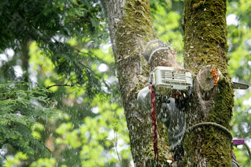The Importance of Safety Measures When Working With a Tree Service