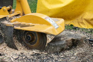 stump removal